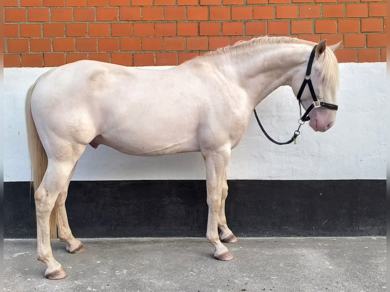 Lusitanien Étalon 3 Ans 163 cm in Neukirchen-Vluyn