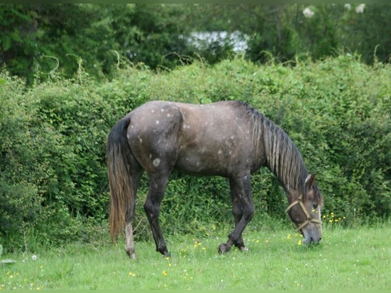 Lusitanien Étalon 3 Ans 164 cm Alezan in Saligny-sur-Roudon