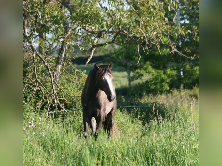 Lusitanien Étalon 3 Ans 164 cm Alezan in Saligny-sur-Roudon