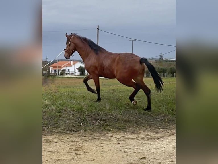 Lusitanien Étalon 3 Ans 164 cm Bai in Cartaxo