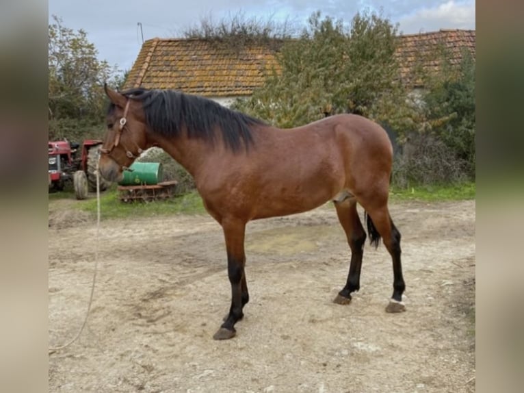 Lusitanien Étalon 3 Ans 164 cm Bai in Cartaxo