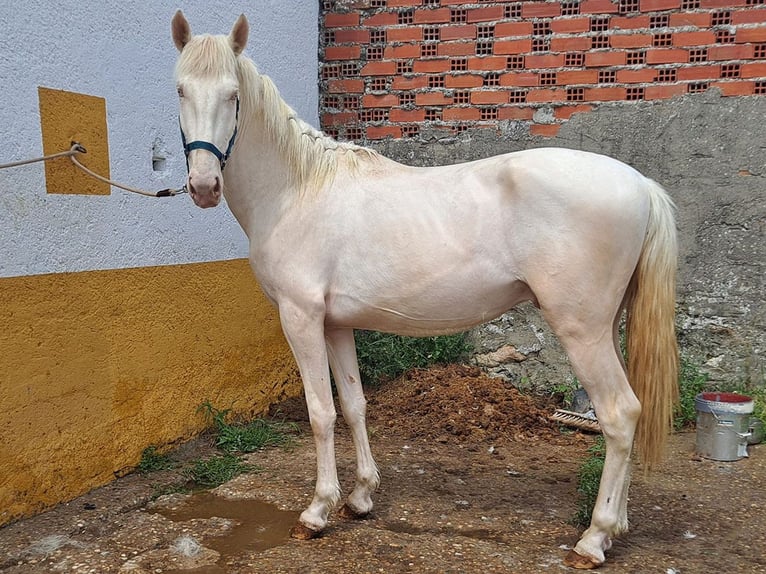 Lusitanien Étalon 3 Ans 164 cm Cremello in Cacéres