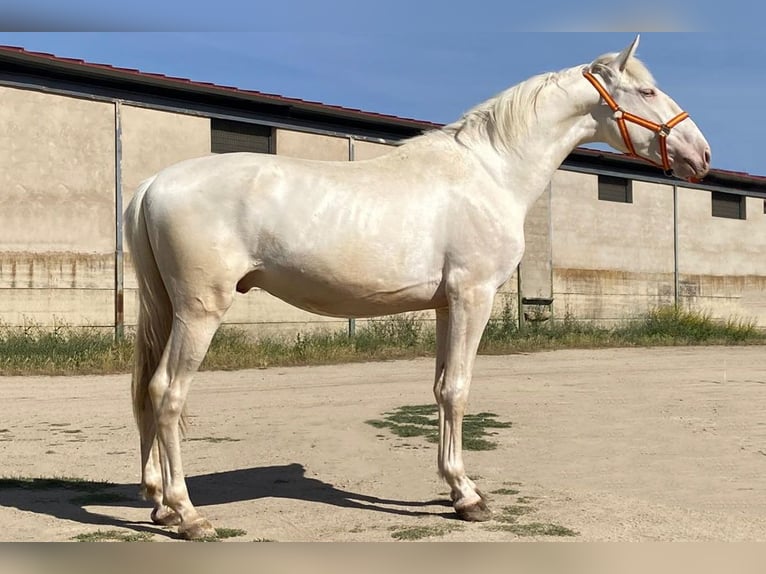 Lusitanien Étalon 3 Ans 164 cm Cremello in Cacéres