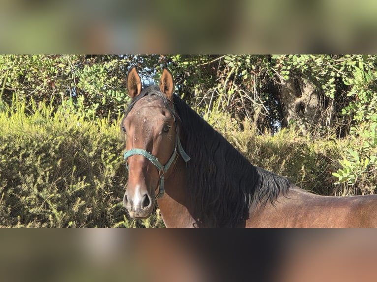Lusitanien Étalon 3 Ans 165 cm Alezan in Pera