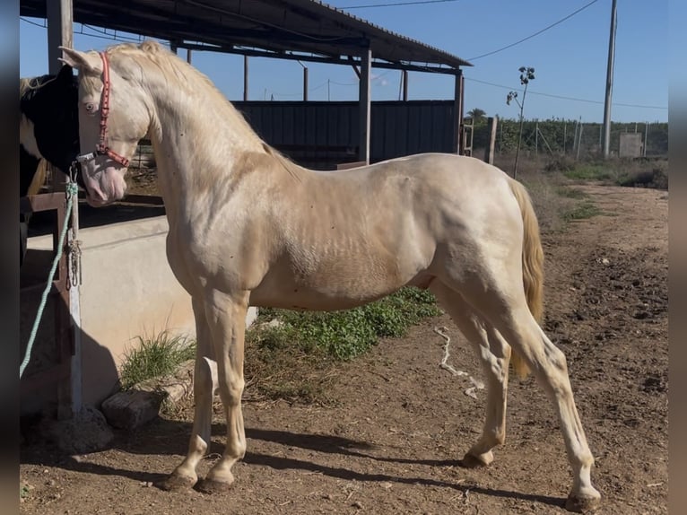 Lusitanien Étalon 3 Ans 165 cm Cremello in Fuente Alamo