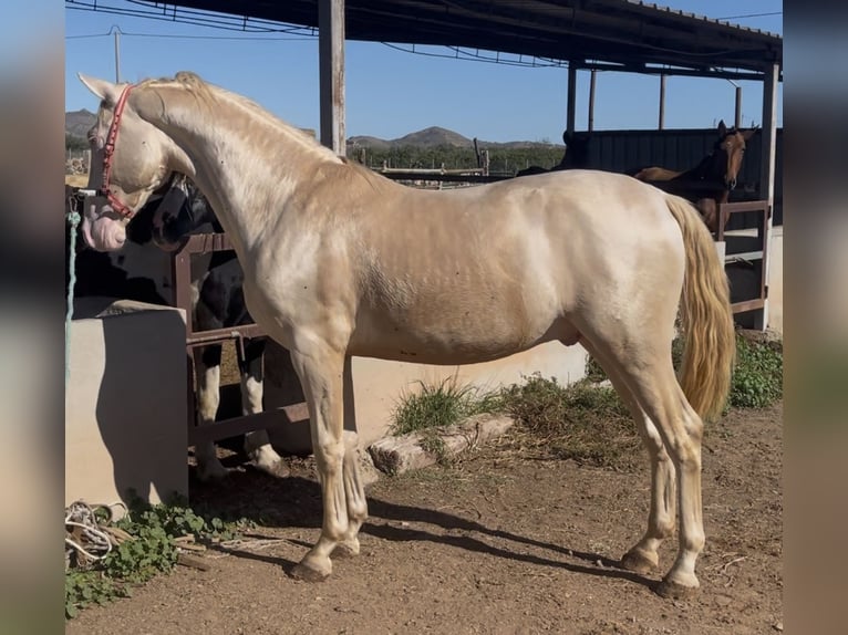 Lusitanien Étalon 3 Ans 165 cm Cremello in Fuente Alamo