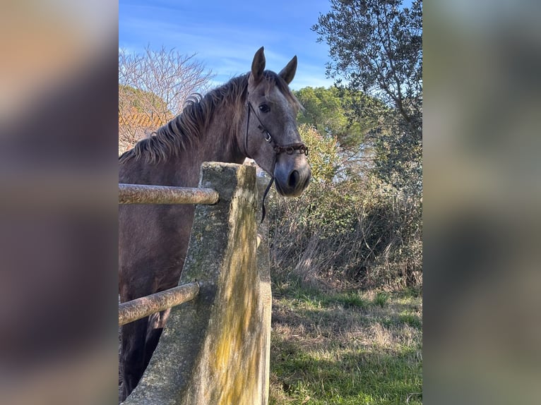 Lusitanien Étalon 3 Ans 165 cm Gris in Bouches du Rhone