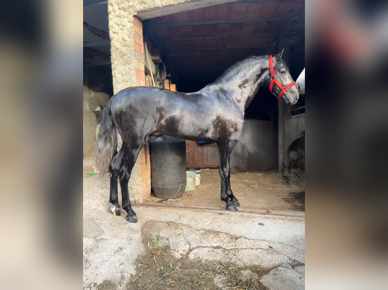 Lusitanien Étalon 3 Ans 165 cm Gris in Jerez