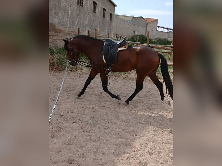 Lusitanien Étalon 3 Ans 166 cm Bai cerise in Epila