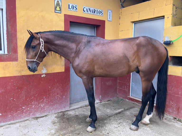 Lusitanien Étalon 3 Ans 166 cm Bai cerise in Epila