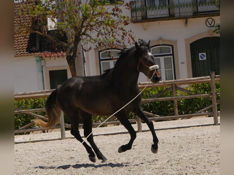 Lusitanien Étalon 3 Ans 166 cm Gris noir in Golega