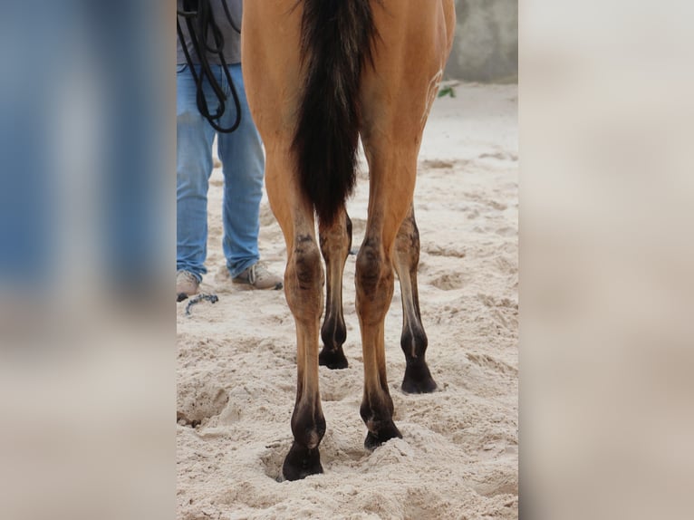 Lusitanien Étalon 3 Ans 166 cm Isabelle in Rio Maior