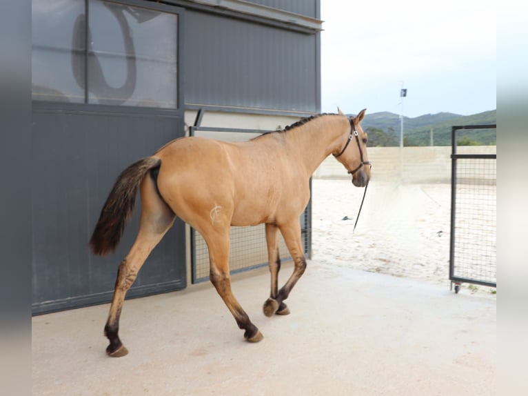 Lusitanien Étalon 3 Ans 166 cm Isabelle in Rio Maior