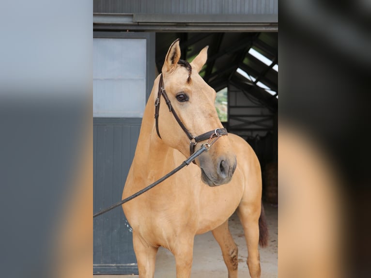 Lusitanien Étalon 3 Ans 166 cm Isabelle in Rio Maior