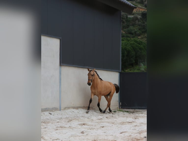 Lusitanien Étalon 3 Ans 166 cm Isabelle in Rio Maior