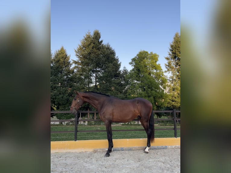Lusitanien Étalon 3 Ans 167 cm Bai in Amarante