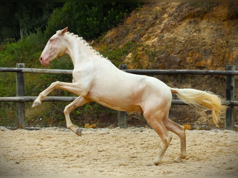 Lusitanien Étalon 3 Ans 167 cm Cremello in Ribamar