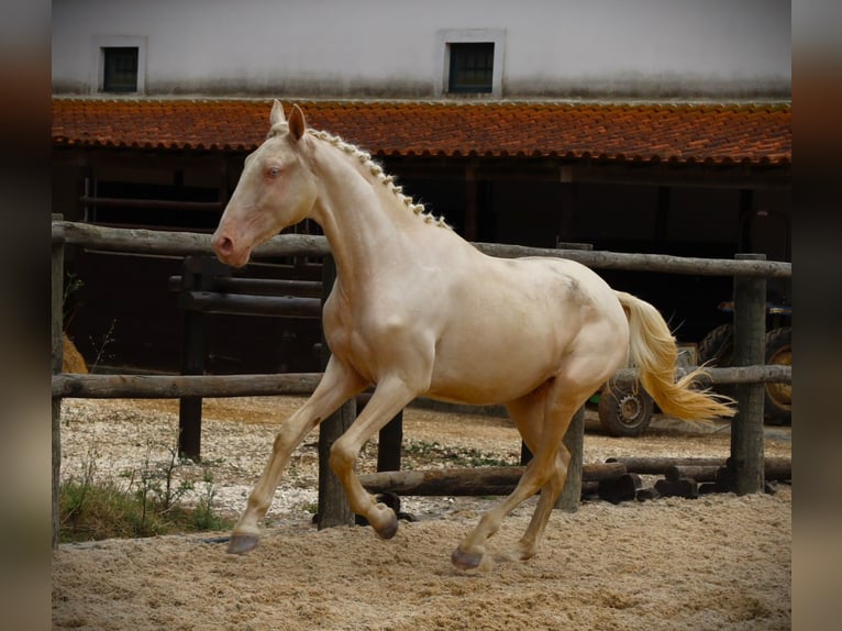 Lusitanien Étalon 3 Ans 167 cm Cremello in Ribamar