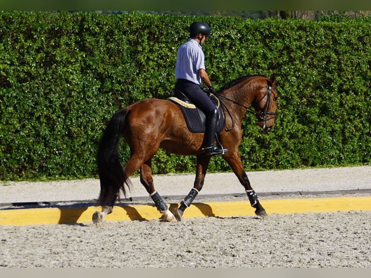 Lusitanien Étalon 3 Ans 168 cm Bai in Lissabon