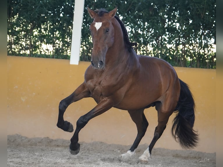 Lusitanien Étalon 3 Ans 168 cm Bai in Lissabon