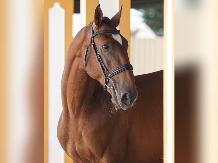 Lusitanien Étalon 3 Ans 168 cm Bai in Lissabon