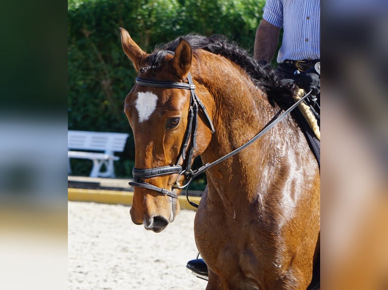 Lusitanien Étalon 3 Ans 168 cm Bai in Lissabon