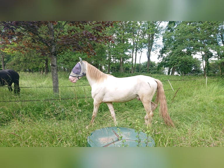 Lusitanien Étalon 3 Ans 168 cm Cremello in Sonchamp