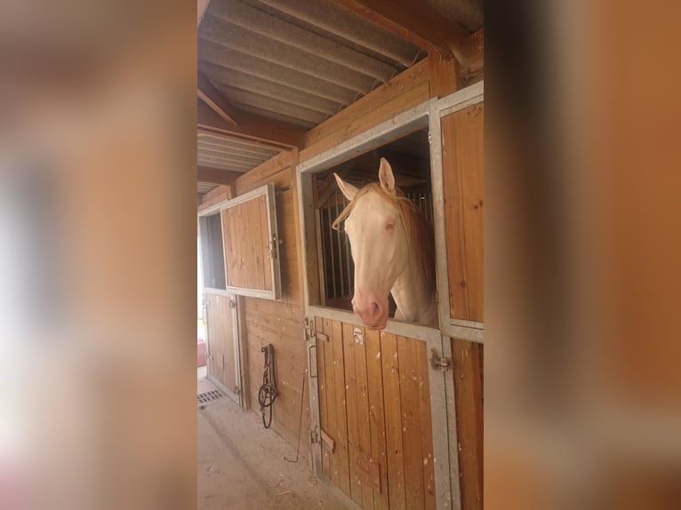 Lusitanien Étalon 3 Ans 168 cm Cremello in Sonchamp