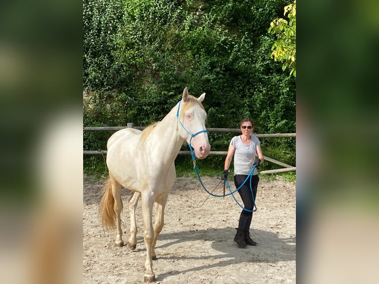 Lusitanien Étalon 3 Ans 168 cm Cremello in Sonchamp