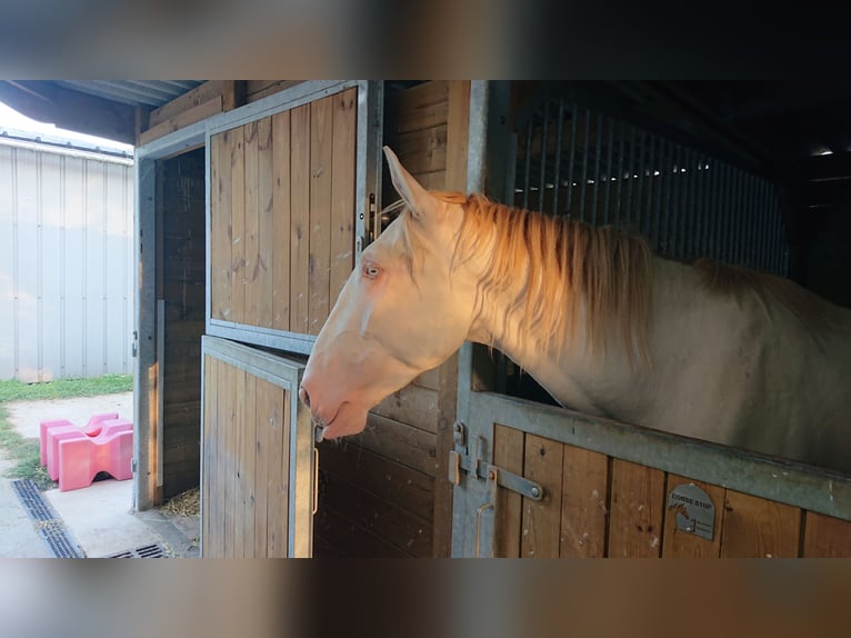 Lusitanien Étalon 3 Ans 168 cm Dunalino in Sonchamp