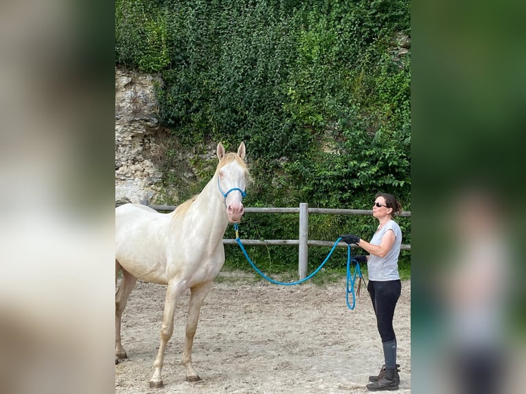 Lusitanien Étalon 3 Ans 168 cm Dunalino in Sonchamp