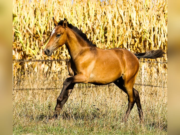 Lusitanien Étalon 3 Ans 168 cm Gris in Bogen