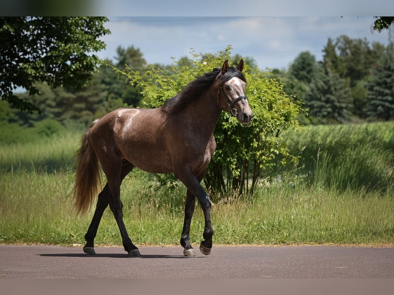 Lusitanien Croisé Étalon 3 Ans 170 cm Gris noir in Brandenburg an der Havel