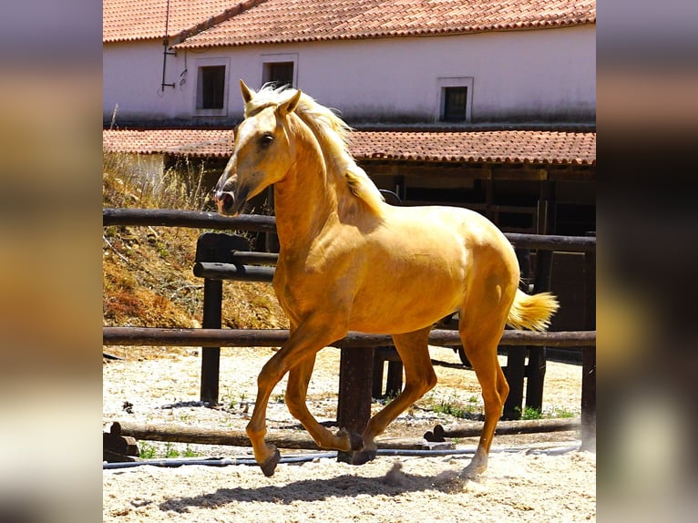 Lusitanien Étalon 3 Ans 170 cm Palomino in Ribamar