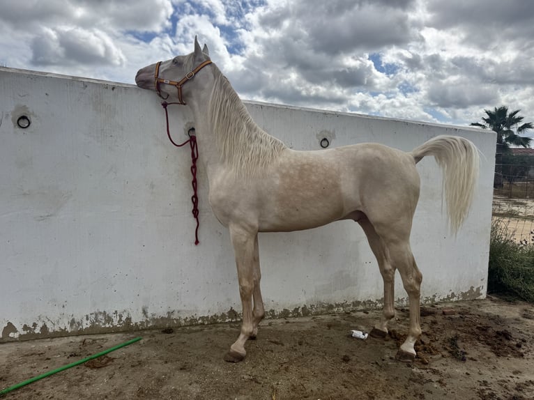 Lusitanien Étalon 3 Ans 170 cm Palomino in La Puebla Del Rio