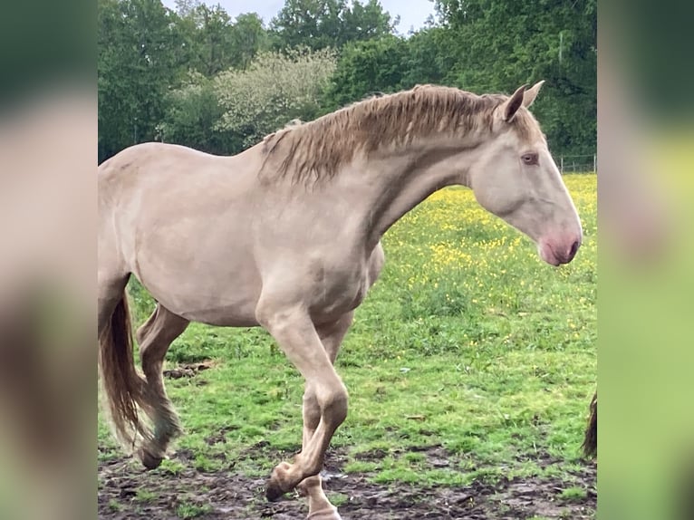 Lusitanien Étalon 3 Ans 172 cm Cremello in ST SULPICE ET CAMEYRAC