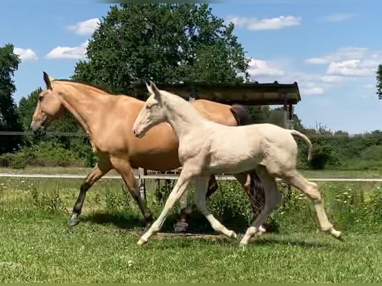 Lusitanien Étalon 3 Ans 172 cm Cremello in ST SULPICE ET CAMEYRAC