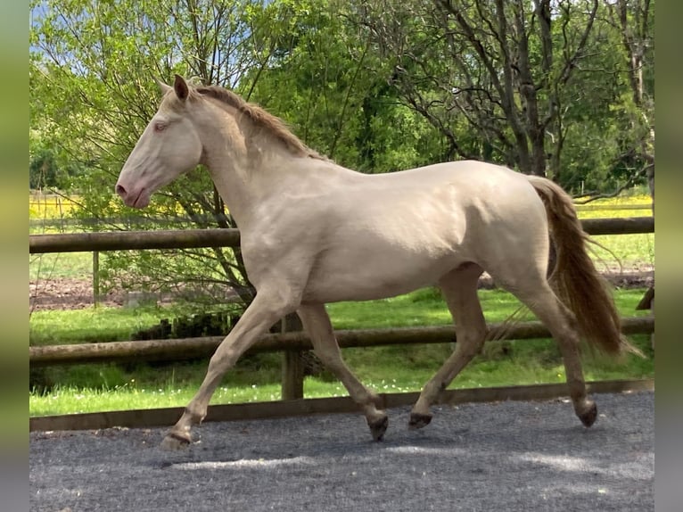 Lusitanien Étalon 3 Ans 172 cm Cremello in ST SULPICE ET CAMEYRAC