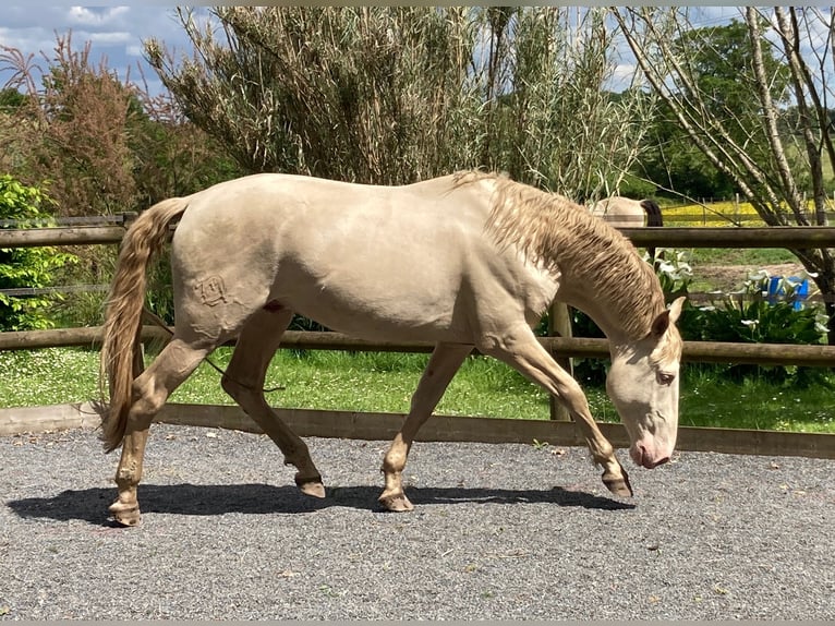 Lusitanien Étalon 3 Ans 172 cm Cremello in ST SULPICE ET CAMEYRAC