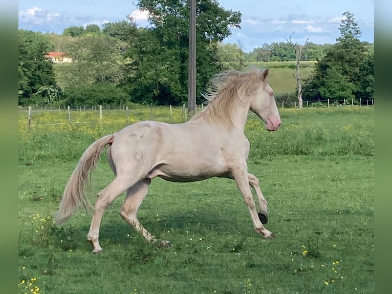 Lusitanien Étalon 3 Ans 172 cm Cremello in ST SULPICE ET CAMEYRAC