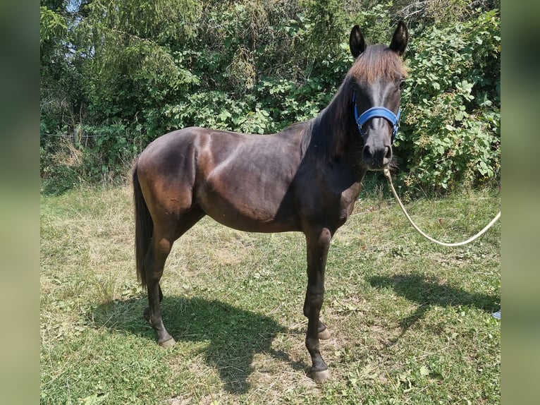 Lusitanien Étalon 3 Ans Bai in Steinsberg