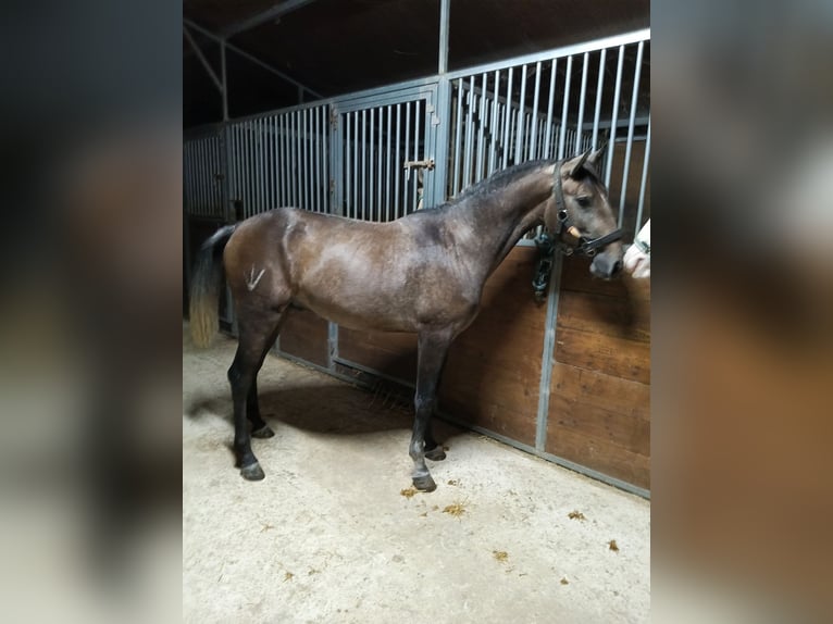Lusitanien Étalon 3 Ans Gris in Tarifa
