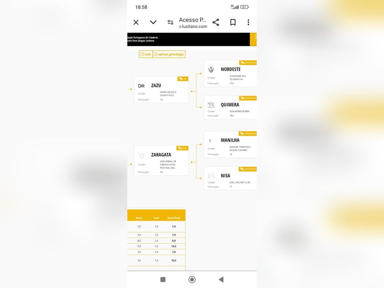 Lusitanien Étalon 3 Ans Gris in Tarifa