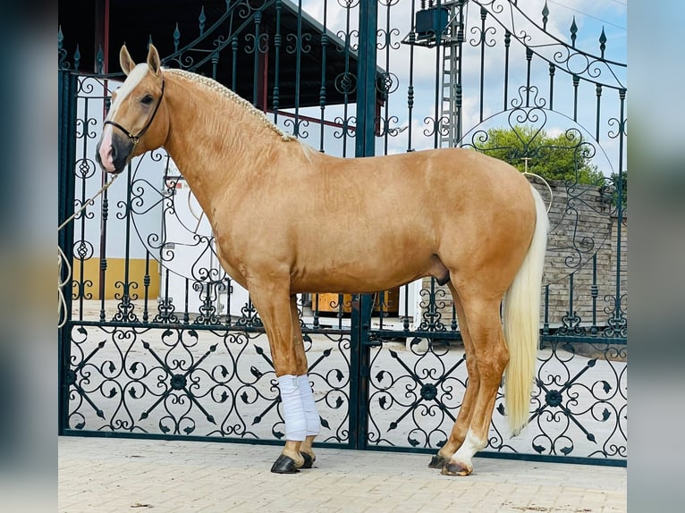 Lusitanien Étalon 3 Ans Palomino in Martfeld