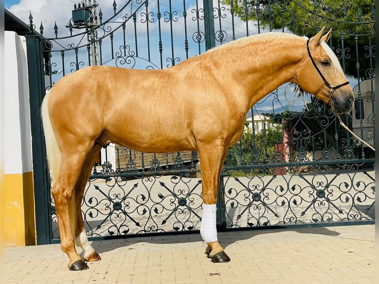 Lusitanien Étalon 3 Ans Palomino in Martfeld