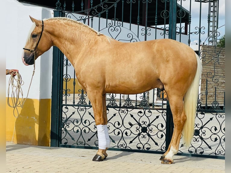 Lusitanien Étalon 3 Ans Palomino in Martfeld