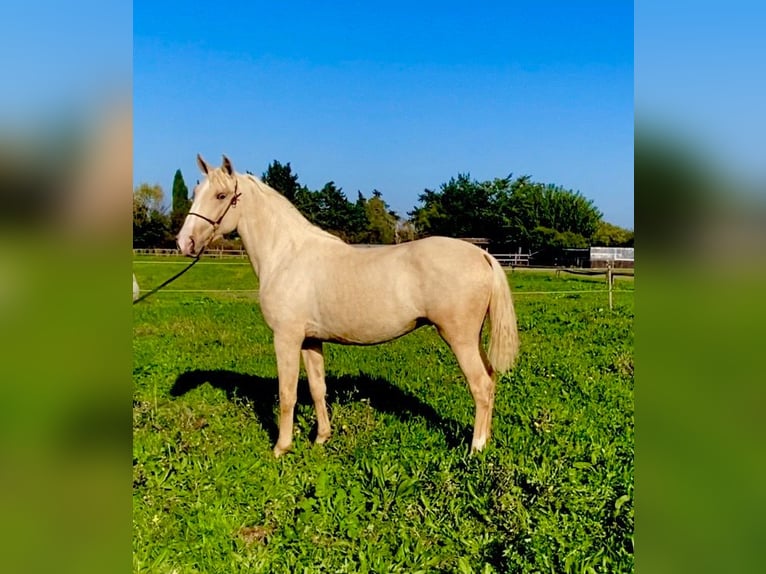 Lusitanien Étalon 3 Ans Palomino in Le Cailar