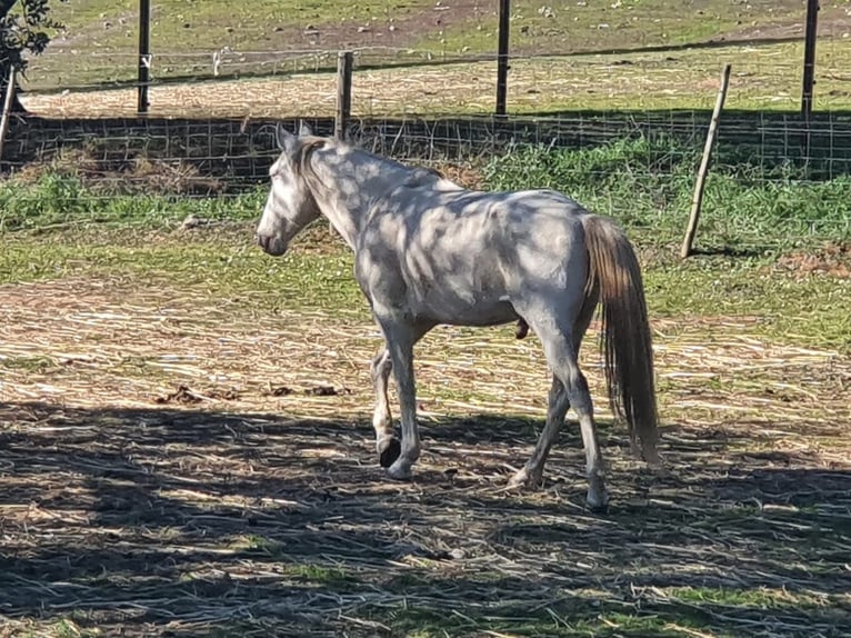 Lusitanien Étalon 4 Ans 150 cm Cremello in Ferradura Nova