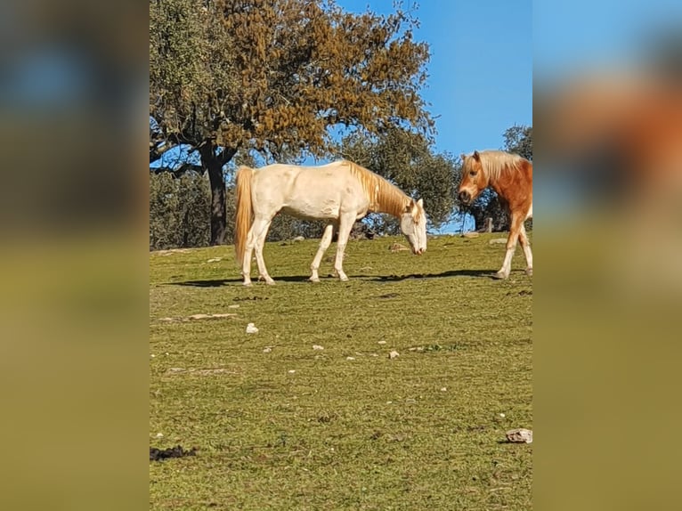 Lusitanien Étalon 4 Ans 150 cm Cremello in Ferradura Nova