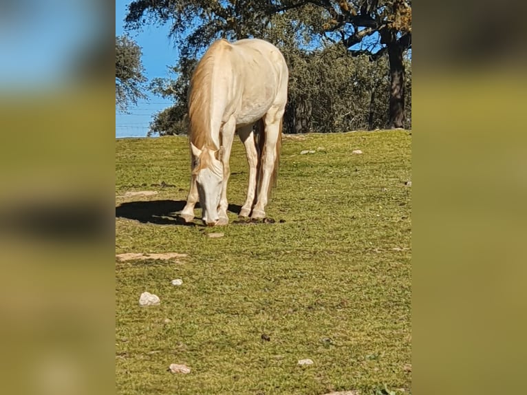 Lusitanien Étalon 4 Ans 150 cm Cremello in Ferradura Nova